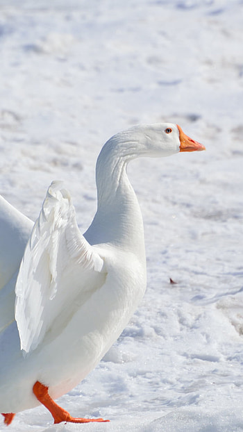 Nature's wonders, Majestic geese, Stunning graphy, Serenity HD phone wallpaper