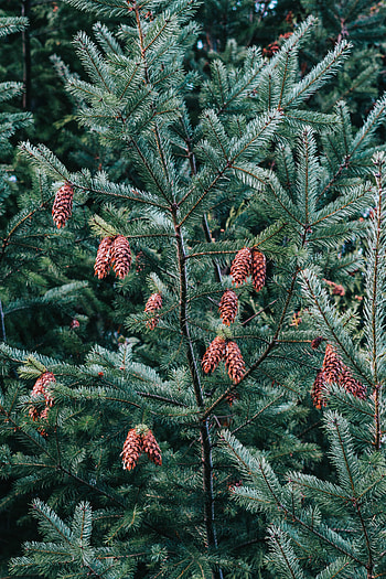Nature, Cones, Pine, Plant, Wood, Tree, Needles HD phone wallpaper