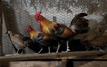 Junglefowl, Hen HD wallpaper