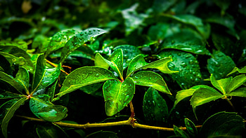 Green leaves, tree branch, drops HD wallpaper