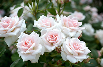 Flowers, Roses, Garden, Tenderness, Sharpness HD wallpaper