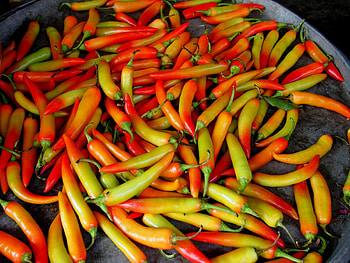 Chili pepper journey, Ancient history, Flavorful evolution, Culinary delight HD wallpaper
