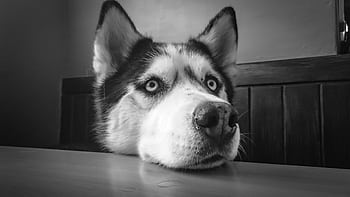 Black and white portrait of a Siberian Husky resting its head on a table. HD wallpaper
