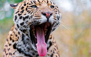 Animals, Leopard, Predator, Sight, Opinion, Yawn, To Yawn, Tongue, Language HD wallpaper