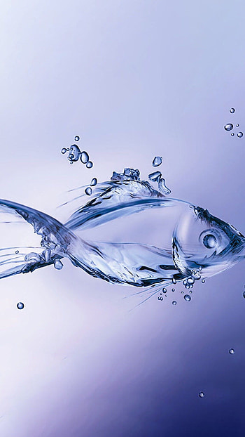 Fish Water, Fish HD phone wallpaper