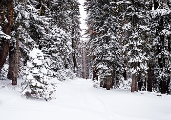 Winter, Nature, Snow, Forest, Path, Human, Person HD wallpaper