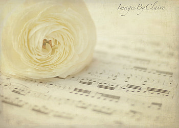 Sweet Symphony, sweet, rose, still life, white, symhony HD wallpaper