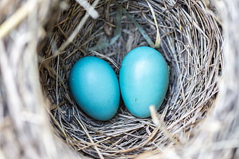 Two vibrant blue eggs nestled in a bird's nest, symbolizing new life and spring. HD wallpaper