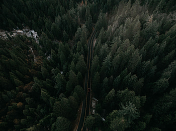 Auto, Nature, Trees, View From Above, Road, Markup, Traffic, Movement HD wallpaper