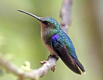 Humming Bird, humming, beautiful, bird HD wallpaper