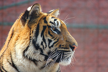 Animals, Muzzle, Predator, Tiger, Nose HD wallpaper