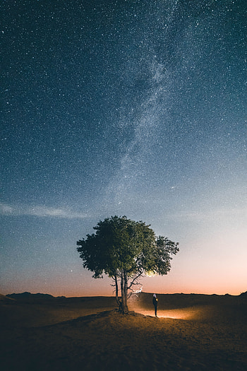 Nature, Night, Shine, Light, Silhouette, Wood, Tree, Starry Sky HD phone wallpaper