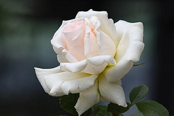 White rose, bloom, portrait HD wallpaper