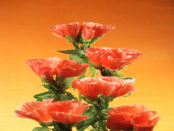 Nagelj, orange HD wallpaper