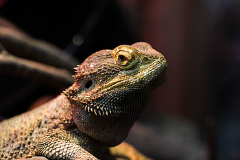 Animals, Lizard, Chameleon, Iguana HD wallpaper
