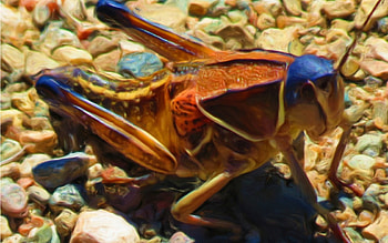 Alian Grasshopper, insects, nature, bugs, grasshopper HD wallpaper