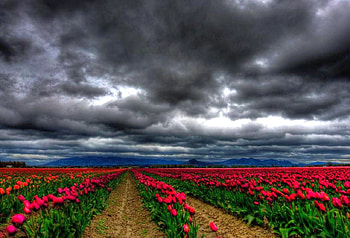 Flowers in Field, , red, clouds, fields, beautiful, flowers HD wallpaper