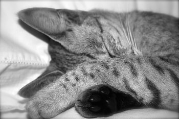 quietly sleeping in peace, animal, black stripes, grey, cat, feline, sleeping, black paw HD wallpaper