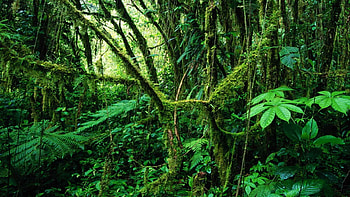 Costa Rica, Rainforest , , Mobile backgrounds HD wallpaper