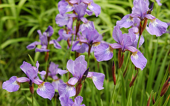 Flowers, Greens, Flower Bed, Flowerbed, Irises HD wallpaper