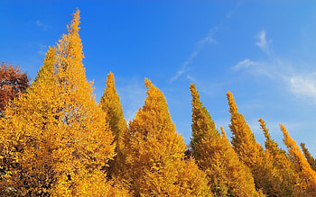 Nature, Trees, Sky, Autumn, Leaves HD wallpaper