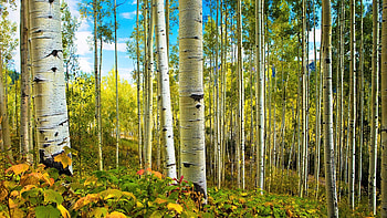 Birch forest, Enchanting landscape, Nature's masterpiece, Tranquil sanctuary HD wallpaper