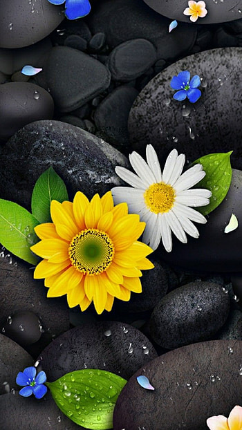 Flowers, petal, black stones HD phone wallpaper
