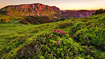Swiss Alps, mountain, Alps, hills, alpine, slope, beautiful, meadow, rocks, spring, wildflowers, Switzerland, summer, greenery, view HD wallpaper