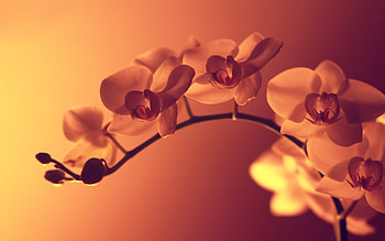 Plants, Flowers HD wallpaper