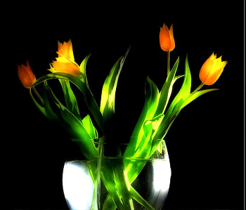 still light beauty, nature, , tulips, still HD wallpaper