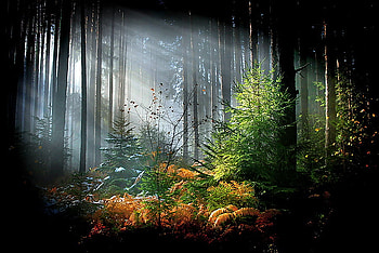 Rays on the pine, mist, pine tree, bushes, trees, grass, forest, sun rays HD wallpaper