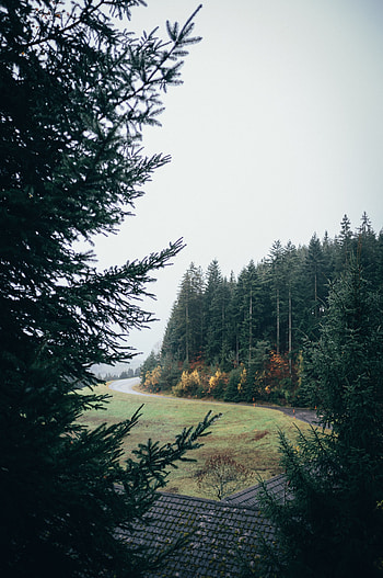 Nature, Trees, Road, Turn, Forest, Lawn HD phone wallpaper