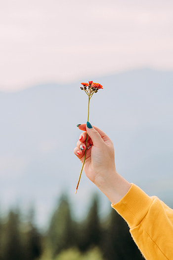 Flowers, Hand, Miscellanea, Miscellaneous, Focus, Manicure HD phone wallpaper