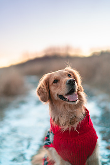 Animals, Dog, Brown, Pet, Protruding Tongue, Tongue Stuck Out HD phone wallpaper