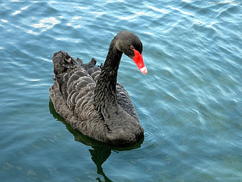Animals, Birds, Water, Swans HD wallpaper