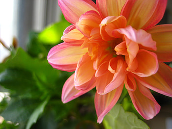 Dahlia 2, dahlia, pink, blossom, flower HD wallpaper