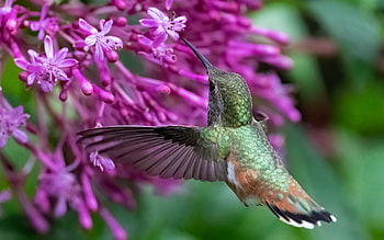 Hummingbird, animal, bird, macro HD wallpaper