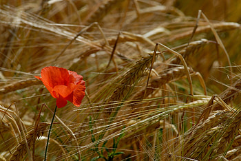 Flowers, Grass, Summer, Field, Ears, Spikes, Poppy HD wallpaper