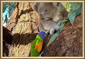 PARROT AND KOALA, NATURE, KOALA, PARROT HD wallpaper