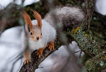Animals, Squirrel, Wood, Tree, Branches, Moss, Climb HD wallpaper