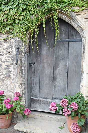 Rustic wooden door framed with ivy and hydrangea flowers, creating a charming vintage exterior. HD phone wallpaper