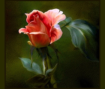 For Barb, rose, pink, white, green leaves, black background HD wallpaper