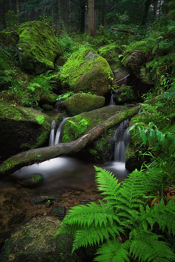 Nature, Stones, Waterfall, Fern, Moss HD phone wallpaper