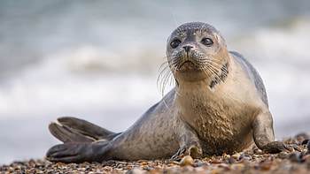 Coastal seal scenery, Rocky shores, Serene landscape, Imac 27 inch HD wallpaper