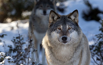 Gray Wolf, Gray wolf , Top , Backgrounds HD wallpaper