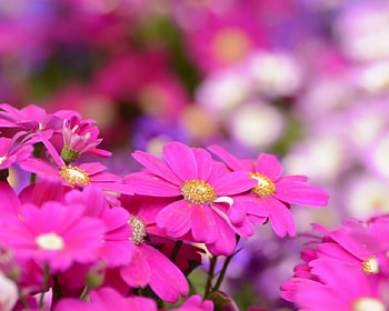 Pretty Pink, pink, flowers, bloom, petals HD wallpaper
