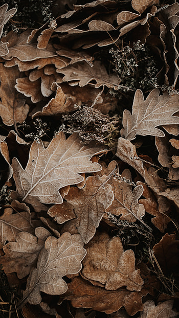 Brown, Brown Leaf, Aesthetic HD phone wallpaper