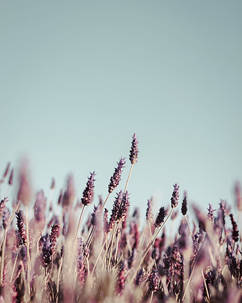Grass, Plant, Macro, Bloom, Flowering, Inflorescences, Inflorescence, Stems HD phone wallpaper