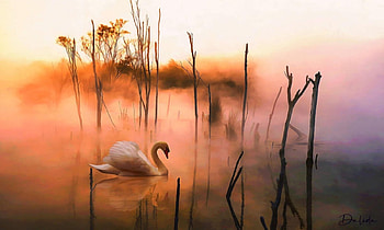 Swan in Lake Mist, marsh, softness, pastel, orange, mists, beauty, Swan, phitography, water, lovely, pond HD wallpaper