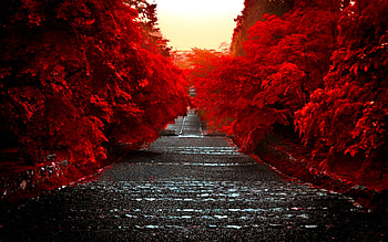 RED TREES along the ROAD, Kansai Region, Japan, Kyoto, Kyoto Prefecture, Honshu, Honshu Island HD wallpaper